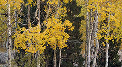 Aspen Creek